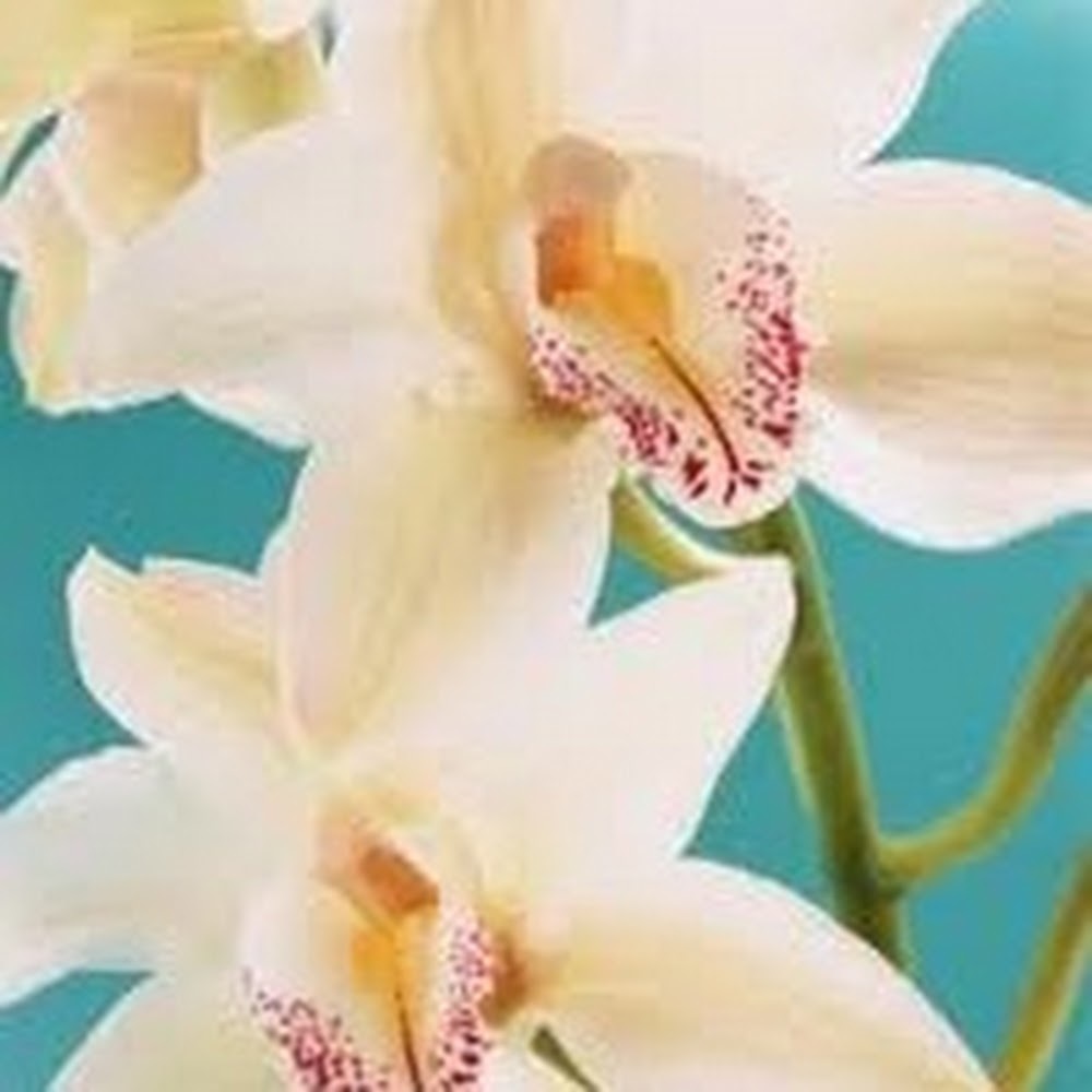 Meet your Posher, Ash